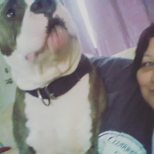 Close up - An American Bulldog is sitting on a chair next to a person, it is looking up and to the right.