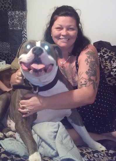 An American Bulldog is sitting on a bed with its mouth open and it is being hugged by a person to the right of it.