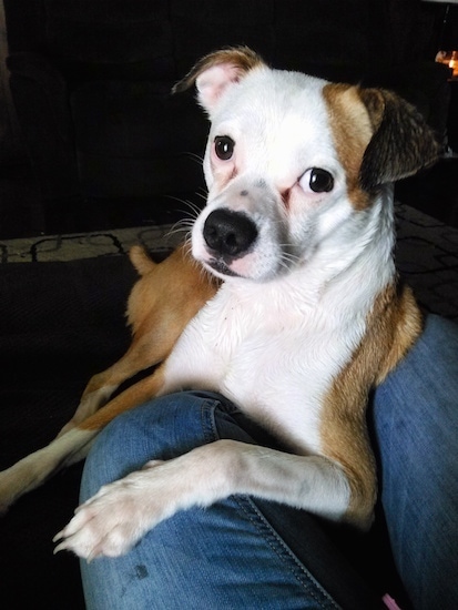 A short-haired white and tan American Bullhuahua is laying on the lap of a person wearing blue jeans and it is looking forward.