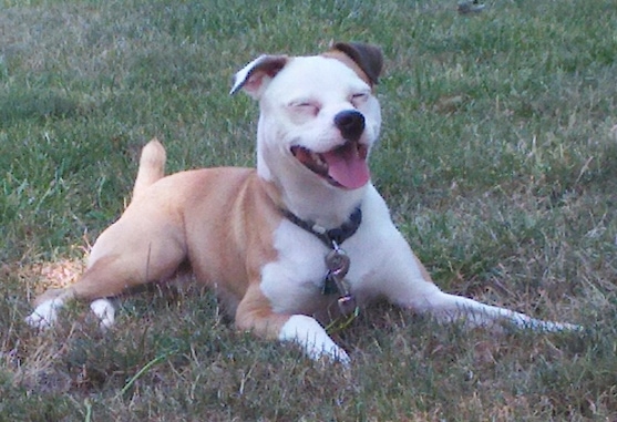 The front right side of a tan with white American Bullhuahua that is laying across grass. Its mouth is open, its tongue is out and its eyes are closed.