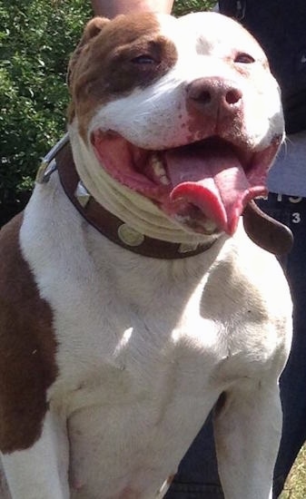 Close up - A chocolate and white American Bully is wearing a thick black leather collar, it is sitting outside next to its owner, its mouth is open and its tongue is hanging out.