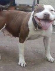 Close up - The front right side of a chocolate and white American Bully that is standing outside across a concrete patio with its mouth open and big tongue out.