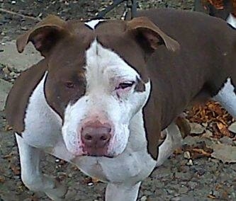 Topdown view of a chocolate and white American Bully that is outside on a stone walkway with one paw in the air and it is looking alert.