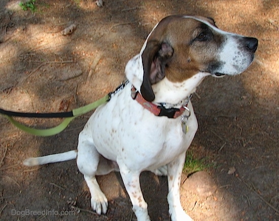 white coonhound