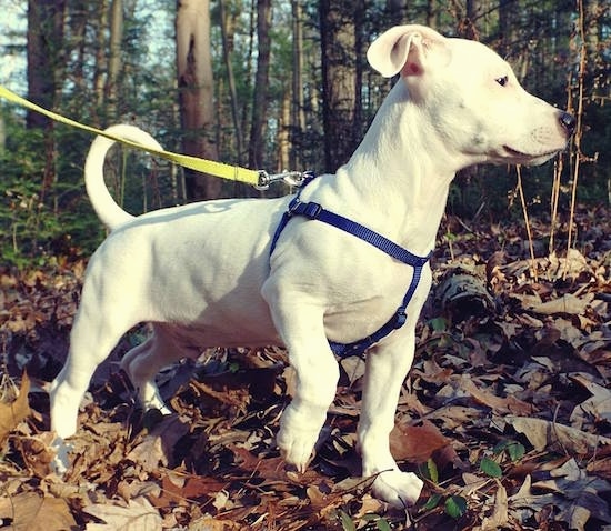 Right front-side profile view from down low looking up at the dog - A white American Mastiff/Blue Heeler/Australian Shepherd mix puppy is wearing a blue harness attached to a yellow leash pointing to the right outside in a ground covered in leaves. The dog has rose-ears, its front paw is up off the ground and its tail is up high curled in a ring circle.