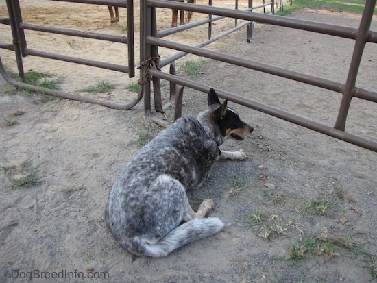 The back right side of a merle Australian Cattle Dog that is laying down in dirt and it is looking through a closed gate.