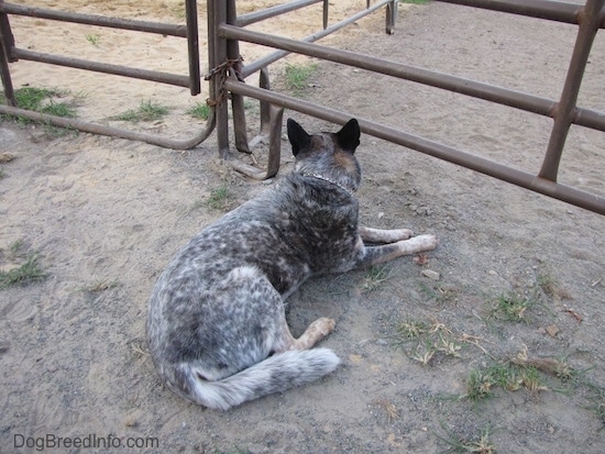 The back right side of a merle Australian Cattle Dog that is laying down in dirt, it is in front of a closed gate and it is looking to the left.