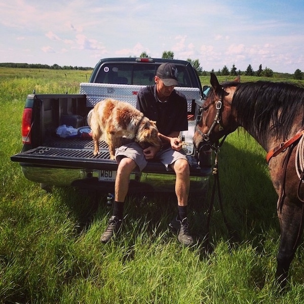 A red merle Australian Shepherd is standing on the bed of a pick-up truck that has an open bed next to a man in a baseball cap who is feeding a horse that is standing in front of them. The dog is looking at the item in the man's hand. The black truck is parked in a grassy field.