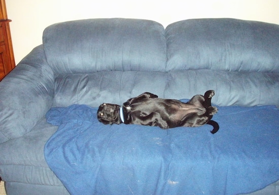 The left side of a black Bassador that is laying on its back, on a couch, on top of a blanket