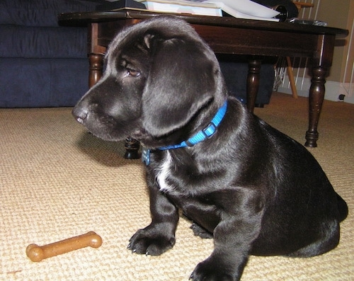 The left side of a black Bassador puppy that is sitting across a carpet in front of a dog bone