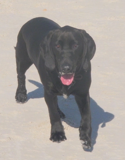 A black Bassador is walking on sand with its mouth open and its snout is covered in sand