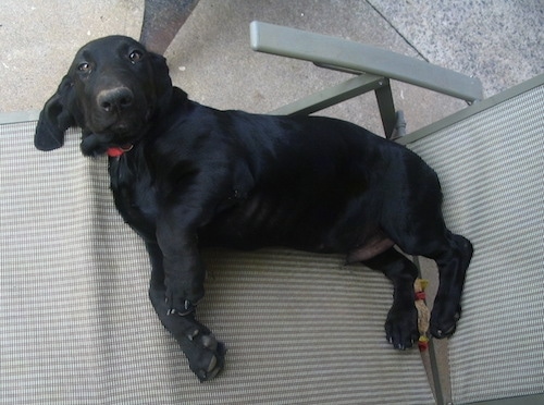 black lab and basset hound mix