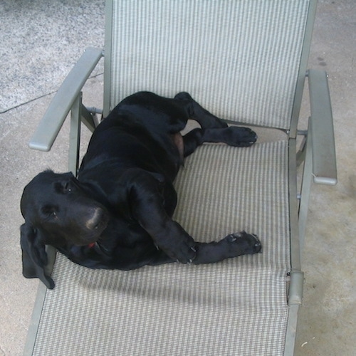 A black Bassador is laying down on its side, on a lawn chair and it is looking forward.