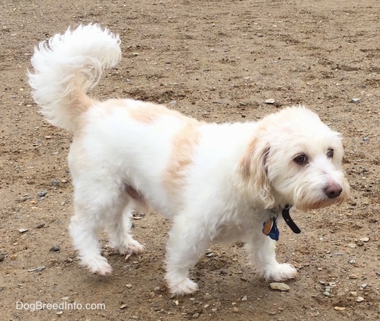 hound and poodle mix