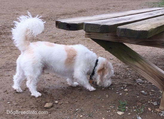 A medium-sized white and tan dog smelling the ground under a wooden picnic table