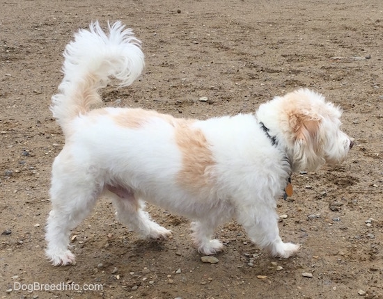 A medium-sized white and tan dog walking to the right across a dirt ground