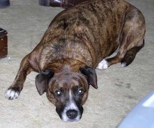 The front left side of a brindle Beagle Pit that is laying down on a carpet, next to a dresser.