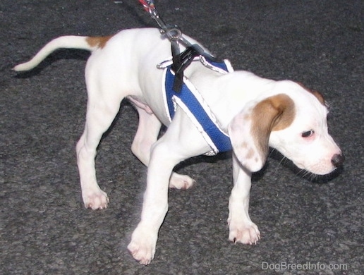 The front right side of a white with brown shorthaired, long drop eared Beagle Pit puppy, that is wearing a blue harness, it is pulling forward on a leash.