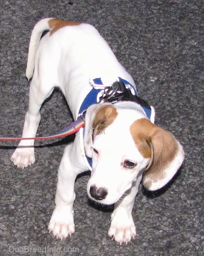 A white with brown Beagle Pit puppy is wearing a blue harness and a rainbow leash, it is standing on a blacktop and it is looking to the left