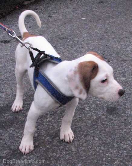 bull terrier beagle mix