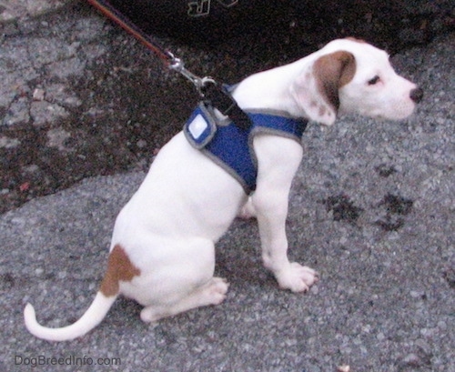 The backright side of a white with brown Beagle Pit puppy, that is wearing a blue harness, is sniffing the air and it is looking to the left.