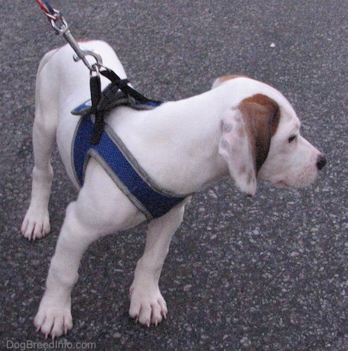 The front right side of a white with brown Beagle Pit puppy is standing on a blacktop facing forward, but its head is turned to the right. It has ticking spots on its ears.