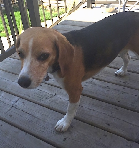 is beagle for you good exercise Information and Breed Beagle Pictures Dog is beagle for you good exercise Information and Breed Beagle Pictures Dog