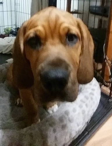 Close up - A red with white Bebasset Bordeaux puppy is sitting in a dog bed and it is leaning forward.