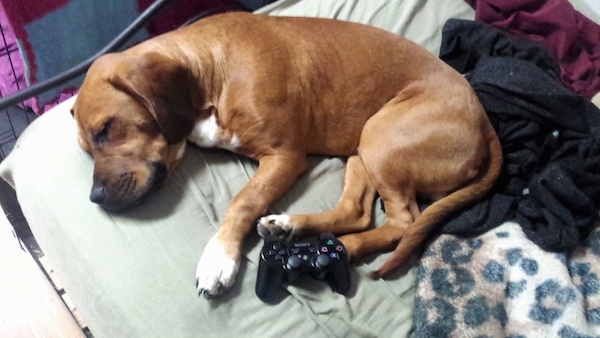 Topdown view of a red with white Bebasset Bordeaux puppy that is sleeping on a bed, on its right side.