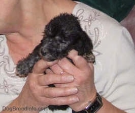 A lady holding a tiny puppy in her hands