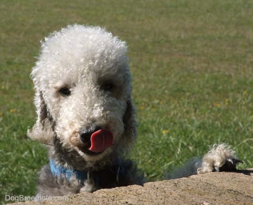 Brenin the Bedlington Terrier jumping up at a brick wall with his tongue flicking