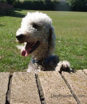 Brenin the Bedlington Terrier jumping up at a brick wall with his mouth open and tongue out looking left