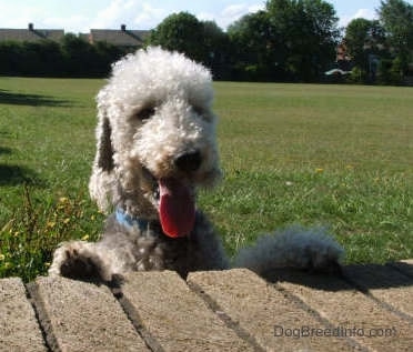 Brenin the Bedlington Terrier jumping up at a brick wall with his mouth open and tongue out looking forward