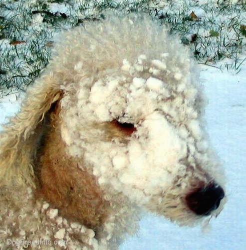 Close Up - Brenin the Bedlington Terrier with snow stuck on his face