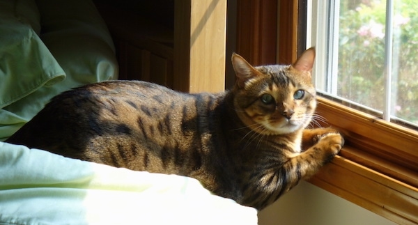 A cat laying on a bed stretched out with its paws on a window sill