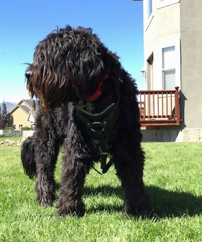 A black Bernedoodle is standing in grass and it is looking to the left. Its mouth is open and its tongue is out. There is a house behind it.
