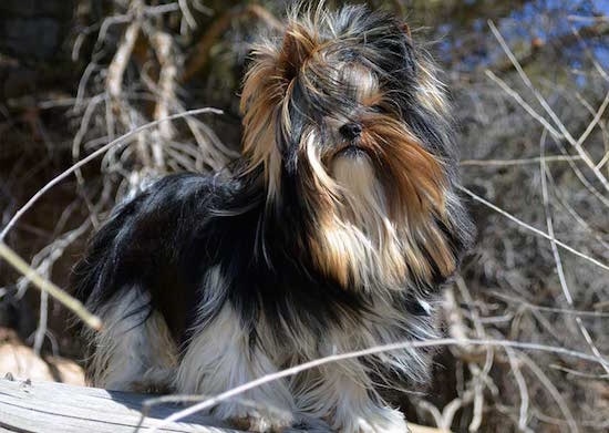 biewer yorkshire terriers