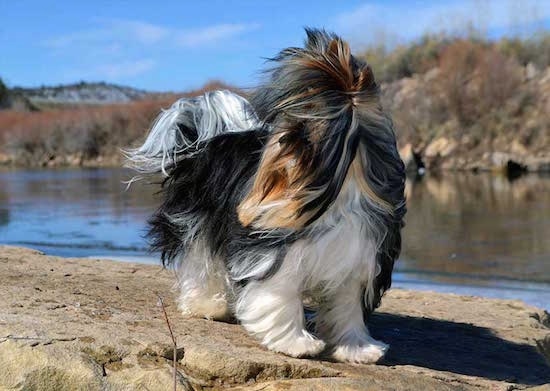 Sir Durango the Biewer standing on a rockin front of a body of water with his hair blowing in its face