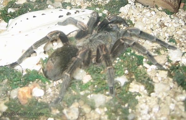 A huge black spider on top of white gravel and green moss next to some bones.