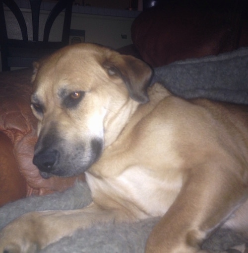 Close Up - Bailey the Black Mouth Cur laying on a couch
