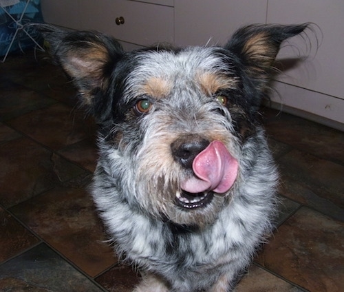 Blue-Tzu Heeler Breed Pictures and 
