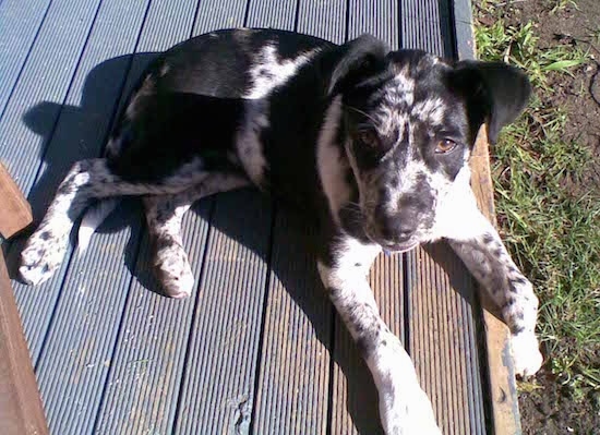 labrador blue merle