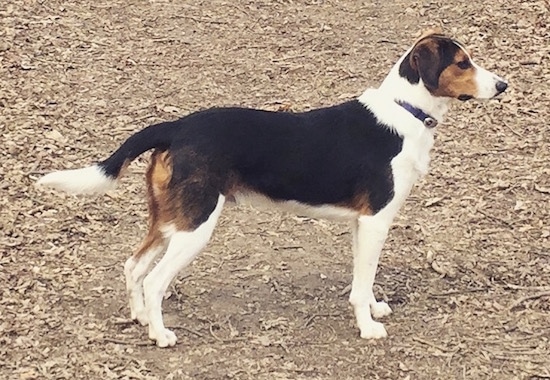 The right side of a black, white and tan Border beagle that is standing in brown dirt and mulch. Its tail relaxed and down.