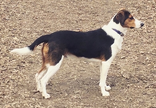 border collie hound mix puppy