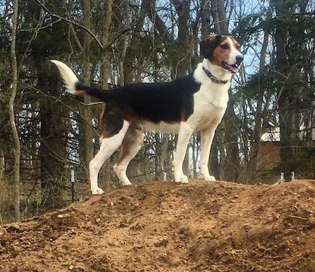 beagle collie cross