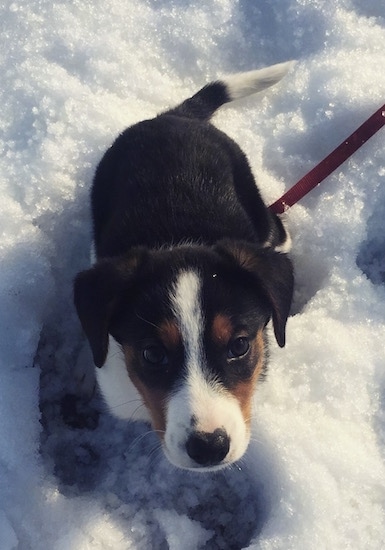 Topdownview of a tri-color Border Beagle puppy that is sitting in snow and it is looking up.