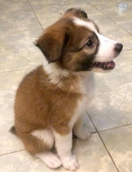 st bernard collie mix