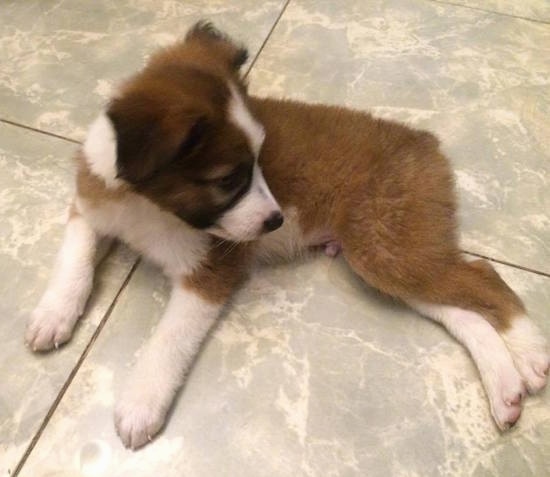 border collie st bernard mix for sale