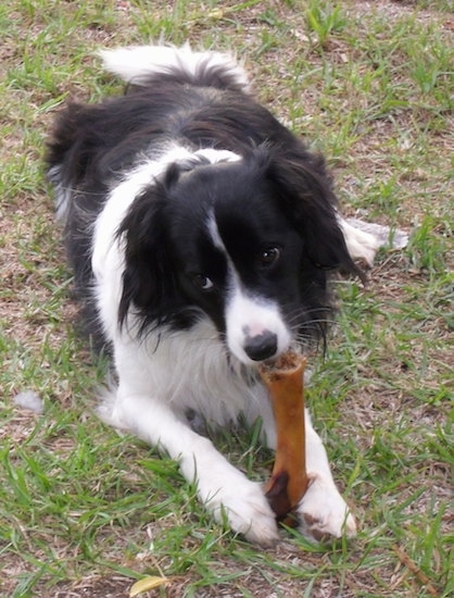 black cocker spaniel border collie mix