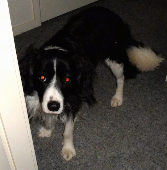 black cocker spaniel border collie mix